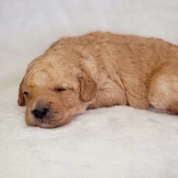 Goldendoodle Puppies from Lake Village Doodles