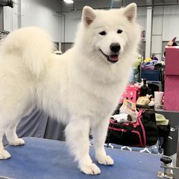 Ruth - Samoyed