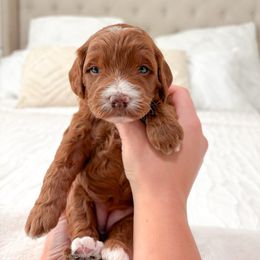 Dawn - Red  female Goldendoodle puppy in Vancouver, Washington from Pnwfamilydoodles