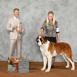 Noah - Saint Bernard