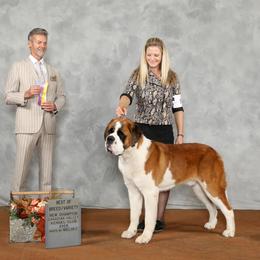 Noah - Saint Bernard