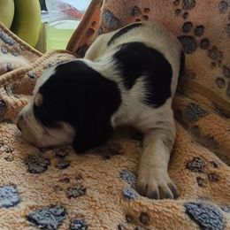 Girl 4 - Blue ticked and tan female Bluetick Coonhound puppy in Centerville, Pennsylvania from Holcomb's Hounds
