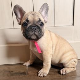 Pinky - Cream female French Bulldog puppy in Salem, Illinois from Itsabulldogthing
