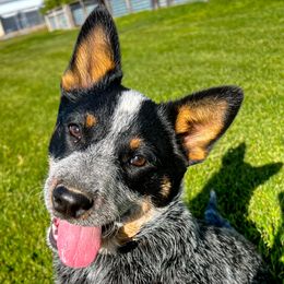 Australian Cattle Dog Puppies from Circle C Puppies
