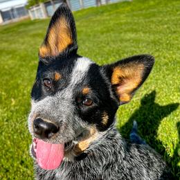 Australian Cattle Dog Puppies from Circle C Puppies