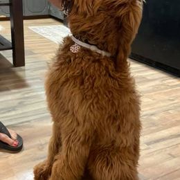 Aussiedoodles, Cockapoos, Goldendoodles, Poodles, Sheepadoodles, and Springerdoodles from Two Creeks Farm Poodles & Doodles