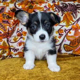 CASH - Black and tan male Pembroke Welsh Corgi puppy in Ritzville, Washington from Sapphire Iris Corgis