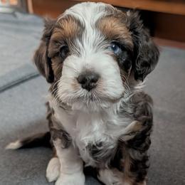 Apollo - Blue merle male Aussiedoodle puppy in New Durham, New Hampshire from Ridgeview Aussiedoodles