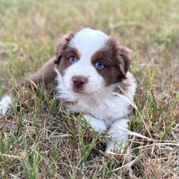 Timmy - Red tri male Miniature Australian Shepherd puppy in Cleveland, Texas from Akasta Aussies