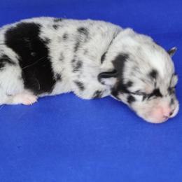 Enso (Black collar) - Blue merle and white male American Corgi puppy in Omaha, Arkansas from DnD Corgis