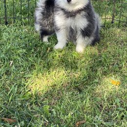 Pomsky Puppies from Pomsky Playpen