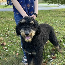 Oscar - Goldendoodle