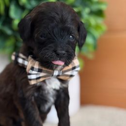 A-Blue Boy - Sable male Goldendoodle puppy in Lewisville, Texas from Texas Goldendoodle Lovers