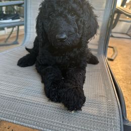 Nova - Goldendoodle puppy from Wizard Doodles