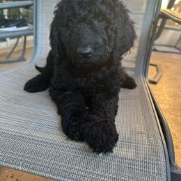 Nova - Goldendoodle puppy from Wizard Doodles