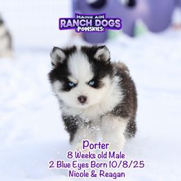 Porter - Black and white male Pomsky puppy in Humeston, Iowa from M.A.R. Dogs