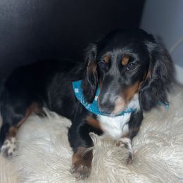 Maddie - Dachshund
