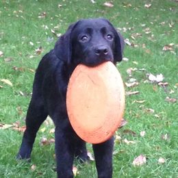 Labrador Retrievers from Hazelnut Farm Labradors
