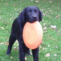 Labrador Retrievers from Hazelnut Farm Labradors
