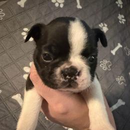 Buckshot - Seal and white male Boston Terrier puppy in Ringgold, Georgia from A-K Boston Terriers