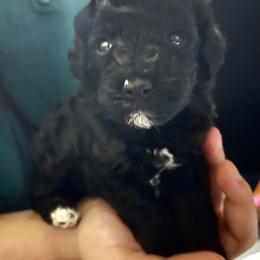 Orange Collar - Black male Poodle puppy in Macon, Georgia from Mystic Mini Poodles
