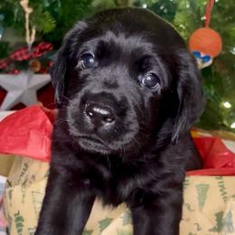Linus - Black male Labrador Retriever puppy in Cleveland, Ohio from Brookside Labrador Retrievers