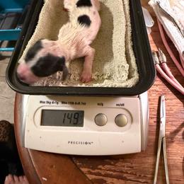 Cowboy - Piebald male Dachshund puppy in Irving, Texas from DFW Dachshunds by G & S