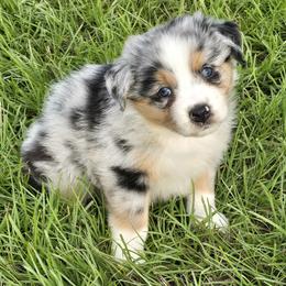 Girl5 - Blue merle female Australian Shepherd puppy in Lakeland, Florida from Diamond P Australian Shepherds