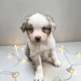 Pearl Hollo - Red merle female Australian Shepherd puppy in Statesville, North Carolina from Charming Australian Shepherds