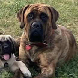 Mastiffs from Big Z English Mastiff