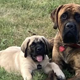 Mastiffs from Big Z English Mastiff
