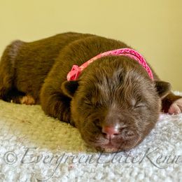 Violet - Red and white female Siberian Husky puppy in Tulsa, Oklahoma from EvergreenEliteKennel