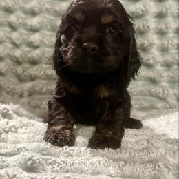 Raven - Black and tan female Cocker Spaniel puppy in Sumter, South Carolina from Cocker Eclipse In Home Kennel