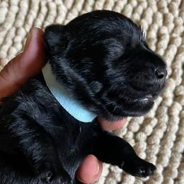 Light Blue Collared Boy - Black male Miniature Schnauzer puppy in San Diego, California from KMS-Miniature Schnauzers