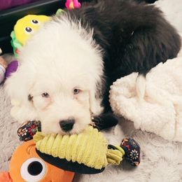 Old English Sheepdog Puppies from Sapphire Eyes Sheepdogs