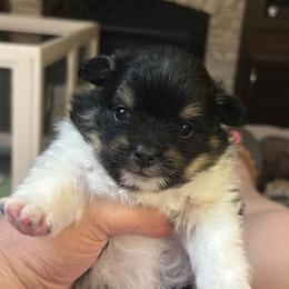 Luigi - Black and tan parti male Pomeranian puppy in Summerville, Georgia from Pearly’s Pugs