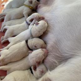 Labrador Retriever Puppies from The Homestead at Little Creek