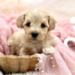Blue collared male - Apricot male Maltipoo puppy in Marshallville, Ohio from Grassy Meadow Pups