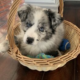 Miniature Australian Shepherd Puppies from Fairfax Aussies