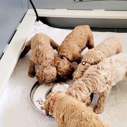 Poodle Puppies from Serene Arenas' Standard Poodles