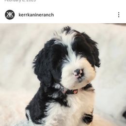 Bernedoodle, Goldendoodle, Poodle, and Sheepadoodle Puppies from Kerr Kanine Ranch