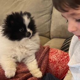 Pomeranian Puppies from Nikki’s lil Pomeranians