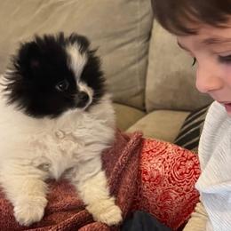 Pomeranian Puppies from Nikki’s lil Pomeranians