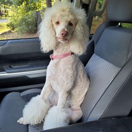 Darcy - Poodle