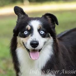 Nabi - Miniature Australian Shepherd