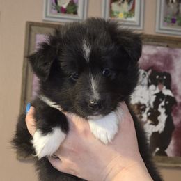 Sushi - Black and white female Shetland Sheepdog puppy in Zephyrhills, Florida from Highland Shelties