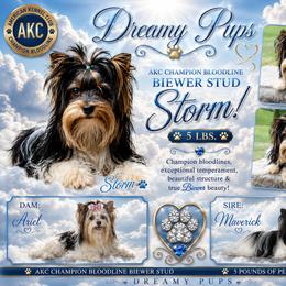 AKC Storm Adult - Black tan and white male Biewer Terrier puppy in Kennesaw, Georgia from Dreamy Pups