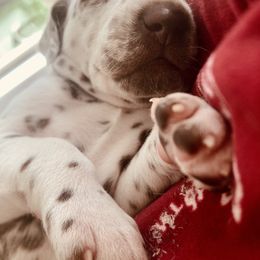 Dalmatian Puppies from Dalmatian Vacation