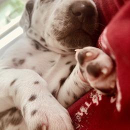 Dalmatian Puppies from Dalmatian Vacation