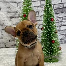 Heath - Fawn male French Bulldog puppy in Greeley, Colorado from Mandy Moon French bulldogs